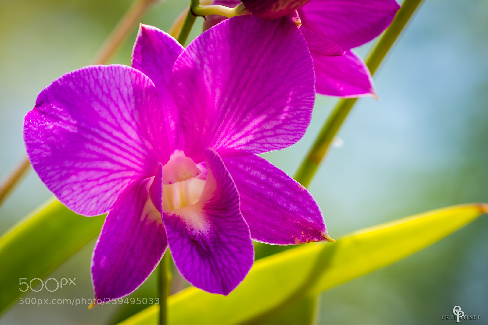 Canon EOS 70D sample photo. Freiland orchidee photography