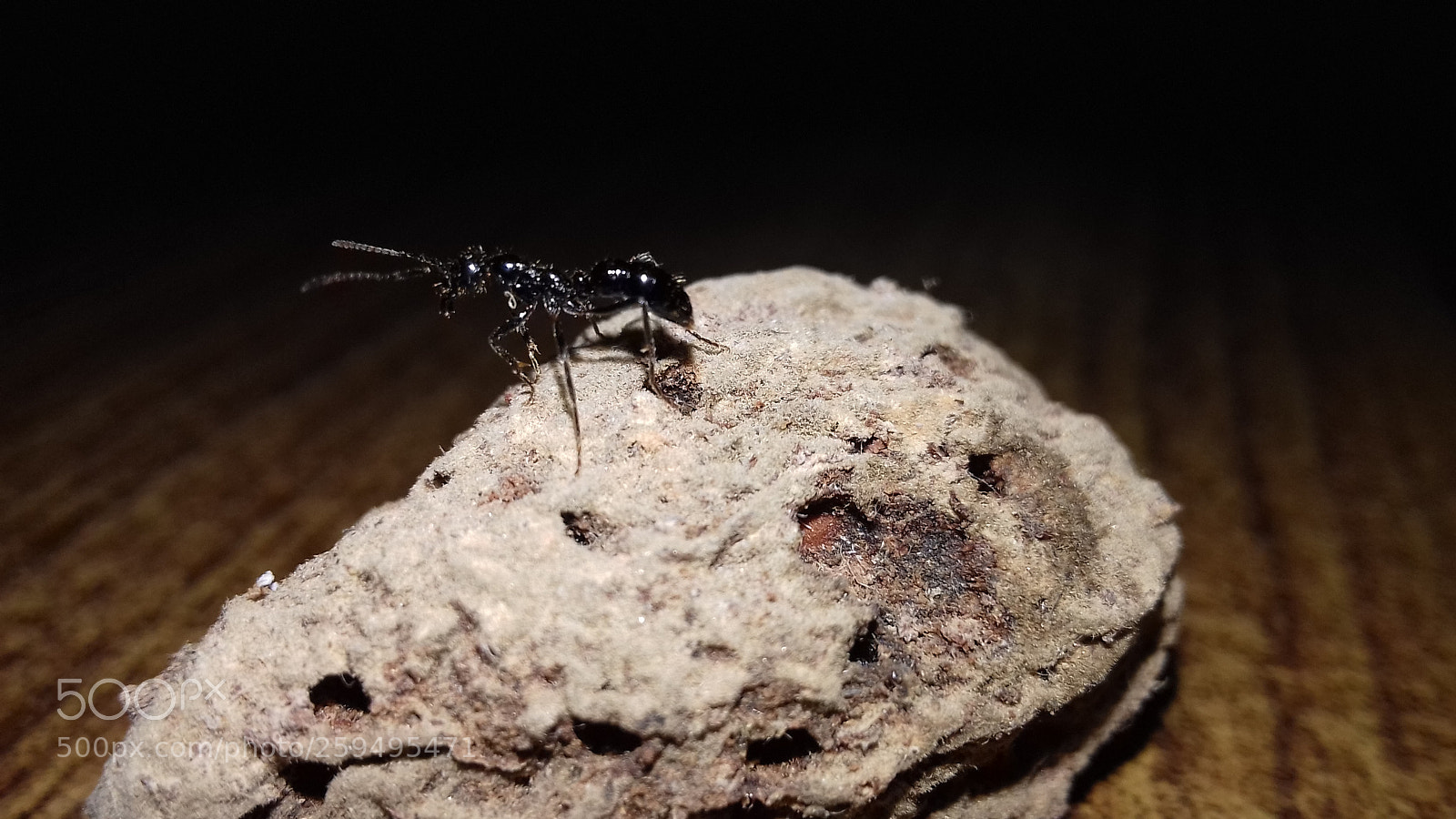 Samsung Galaxy J3(2016) sample photo. Ant photography