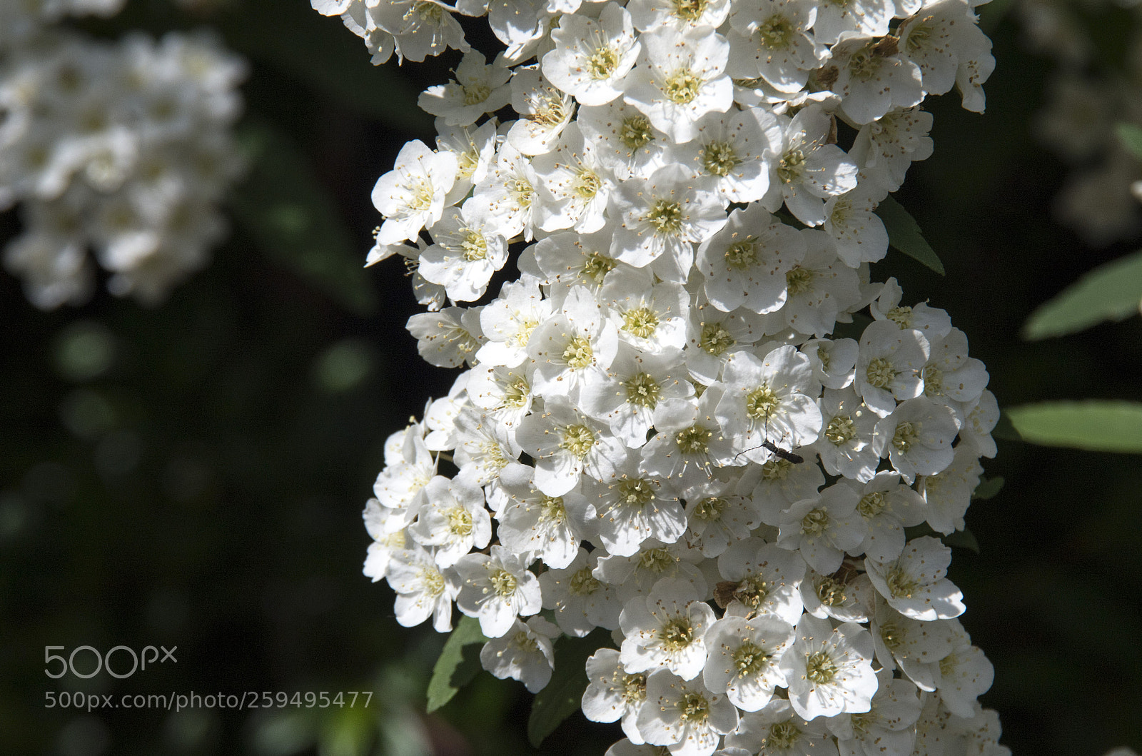 Pentax K-30 sample photo. Grappolo di fiori photography