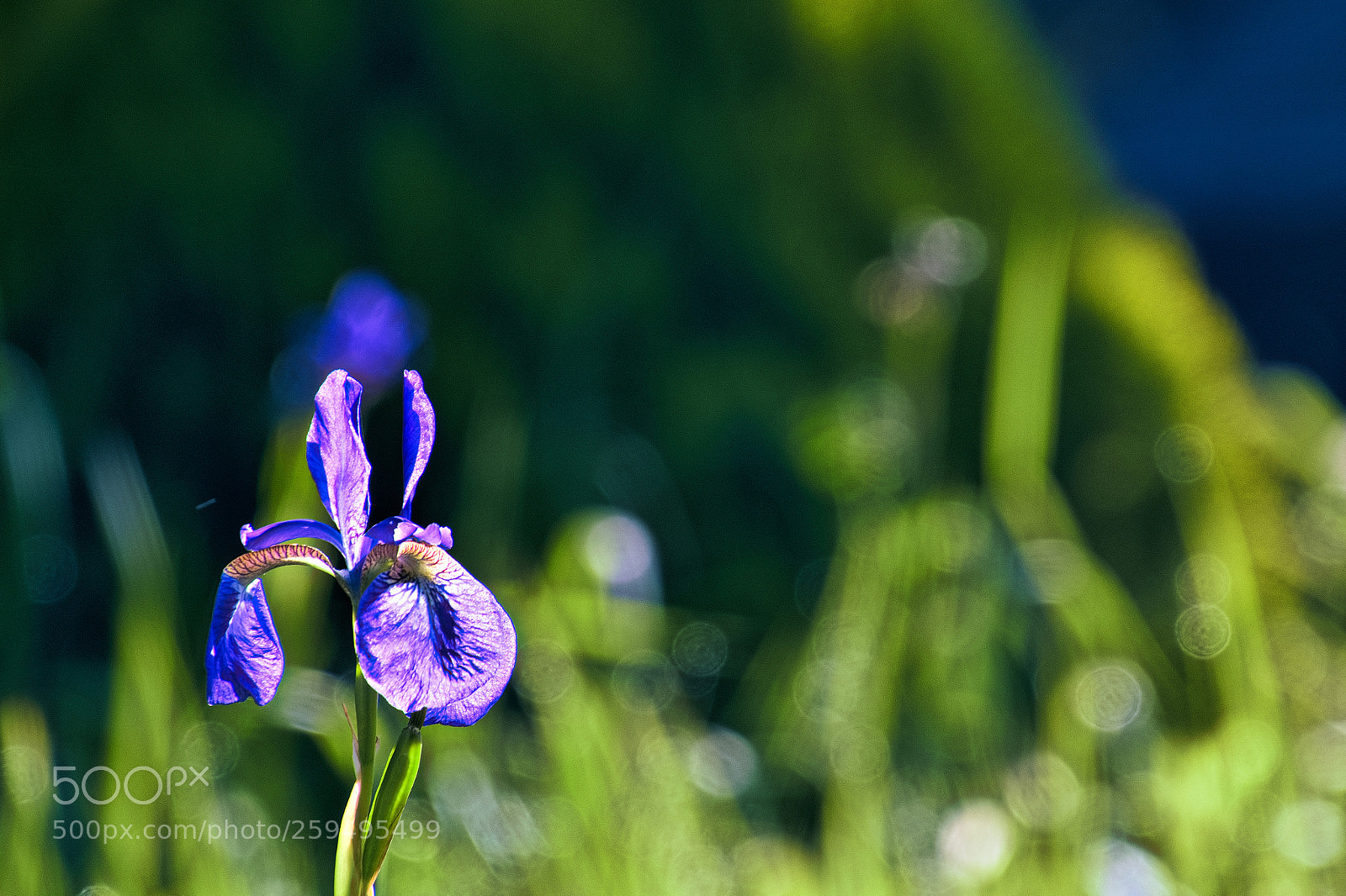 Nikon D500 sample photo. Flower photography
