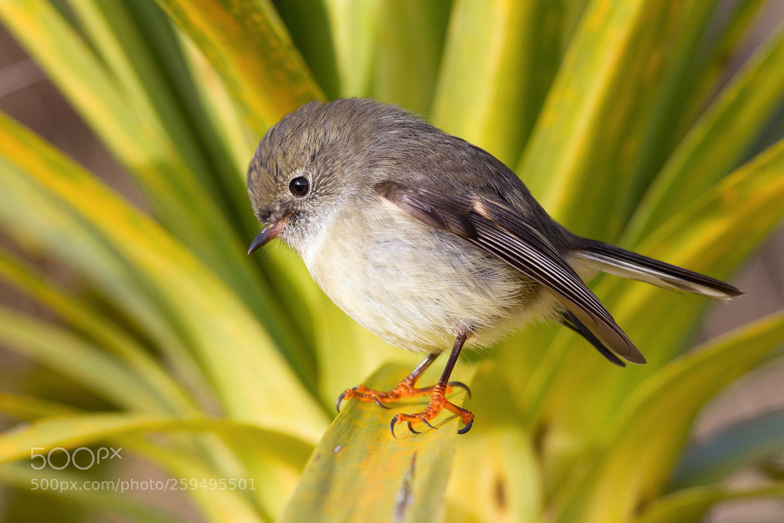 Canon EOS 7D sample photo. Tomtit on cabbage tree photography