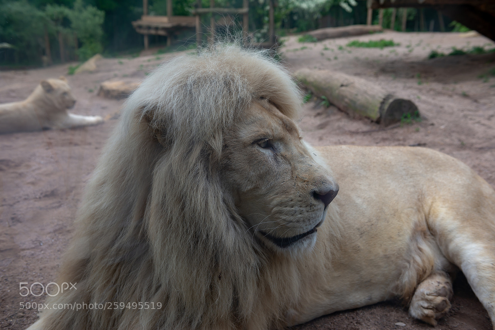 Nikon D600 sample photo. White lion photography