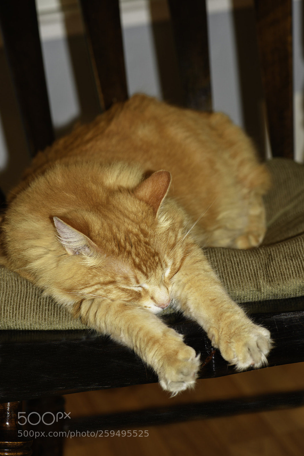 Nikon D750 sample photo. Sleepy kitty photography