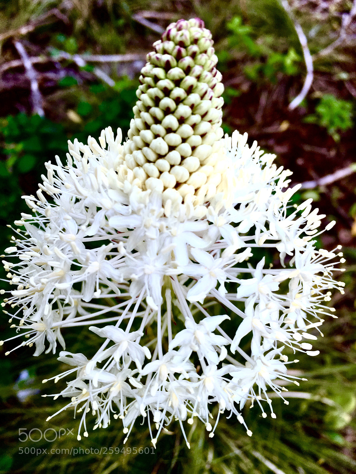 Apple iPhone 6s sample photo. Bear grass photography