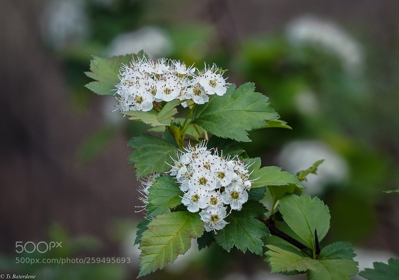 Sony a7R III sample photo. Little wild flower photography