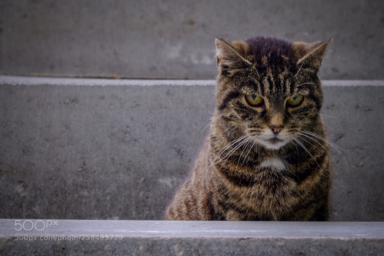 Fujifilm X-T20 sample photo. Untitled photography