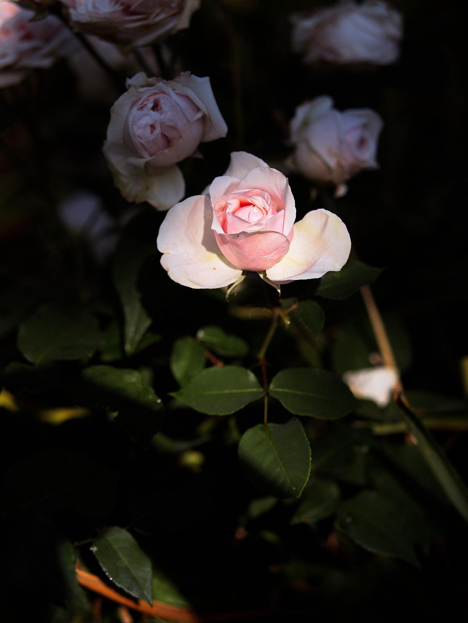 Panasonic Lumix DC-GX9 sample photo. *** photography