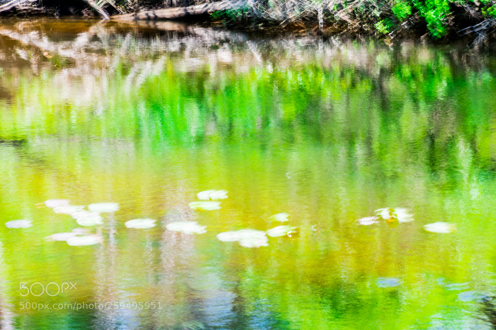 Nikon D3400 sample photo. Rose lake photography