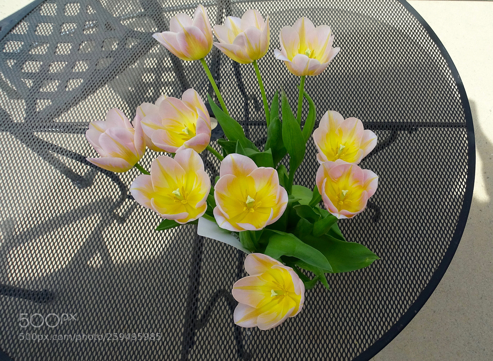Sony Cyber-shot DSC-HX400V sample photo. Flowers photography