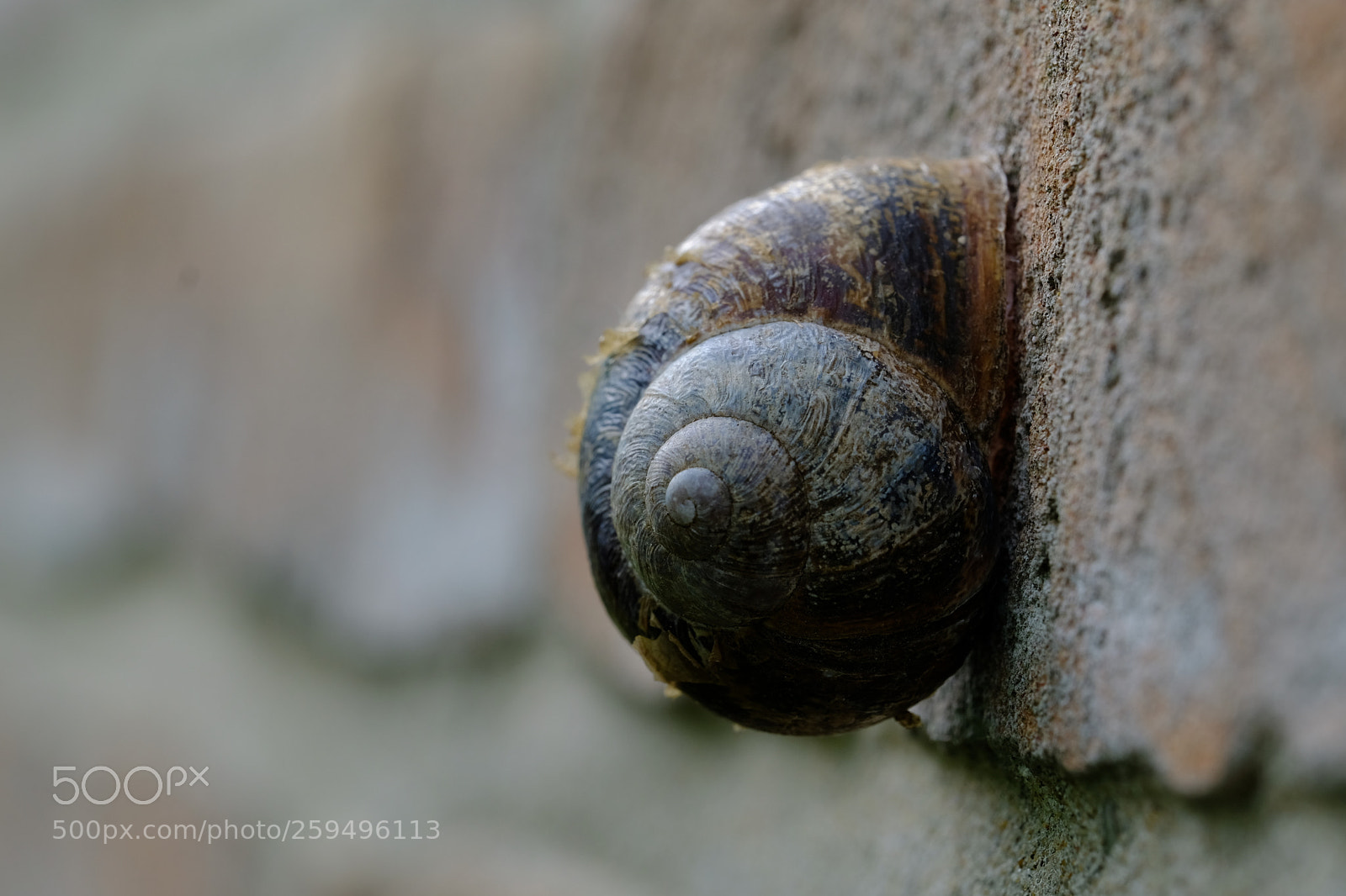 Fujifilm X-T2 sample photo. Garden snail on the photography
