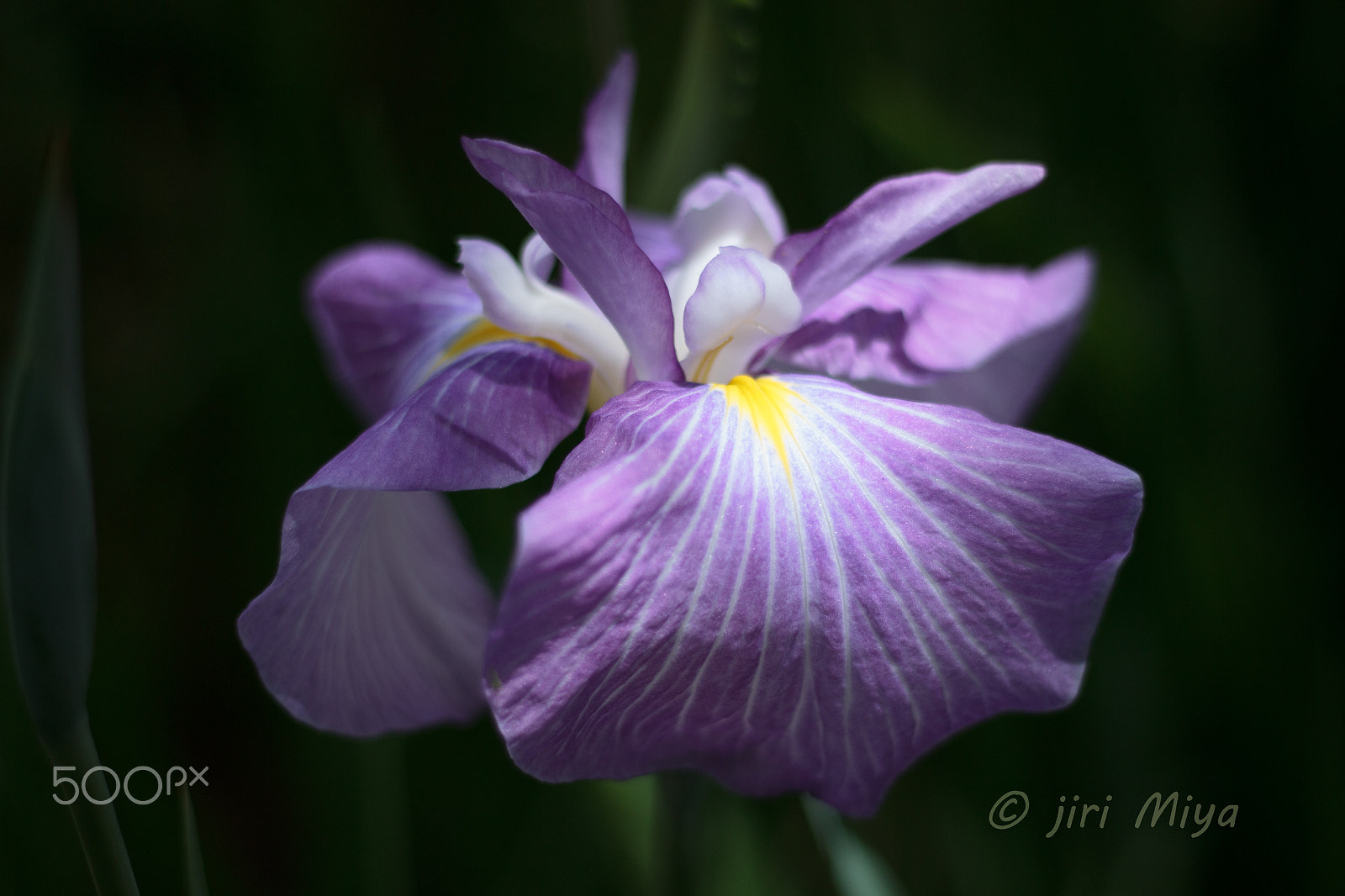 Canon EOS 600D (Rebel EOS T3i / EOS Kiss X5) sample photo. Iris photography