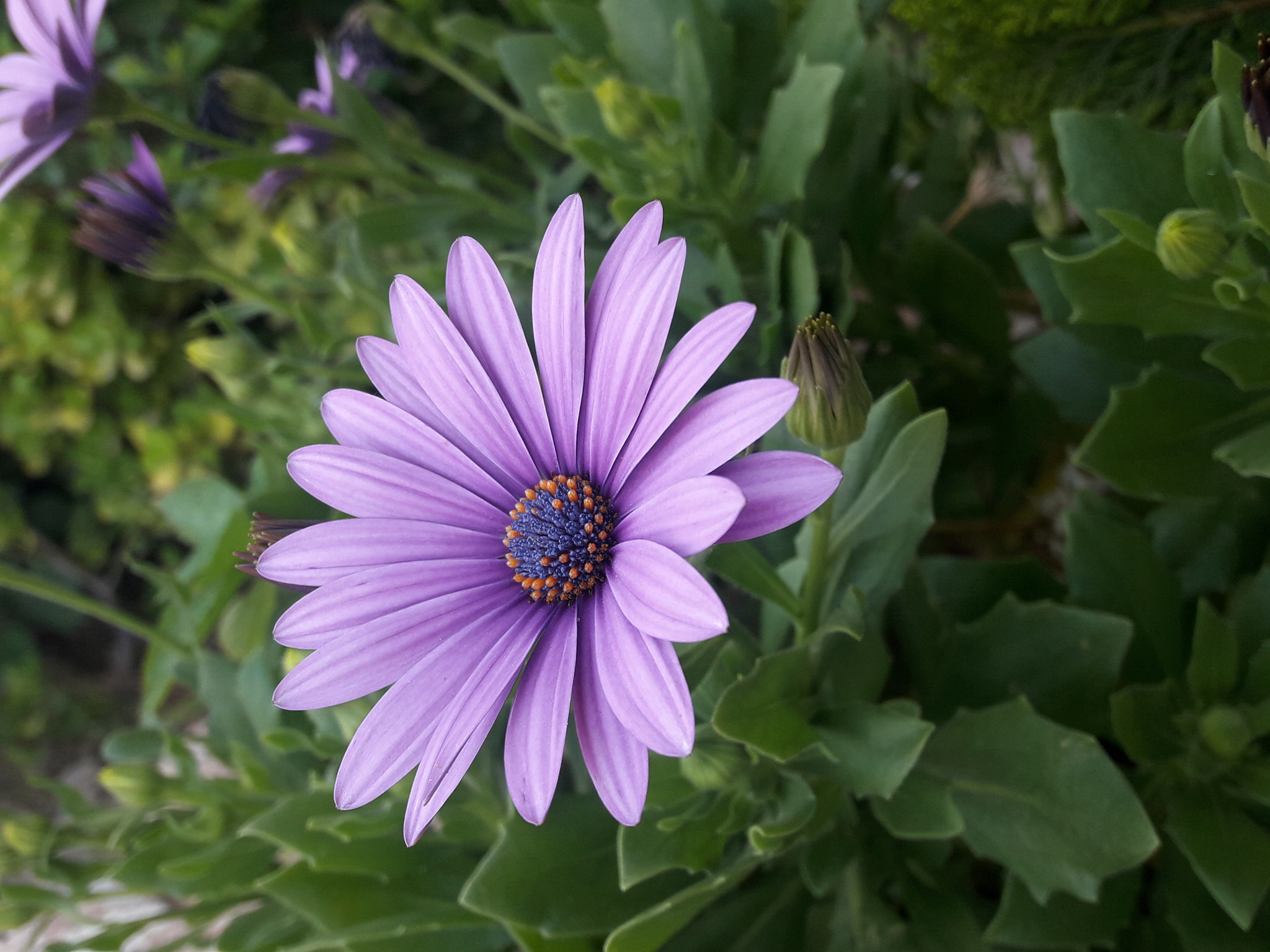 Samsung Galaxy J7 Neo sample photo. Untitled photography