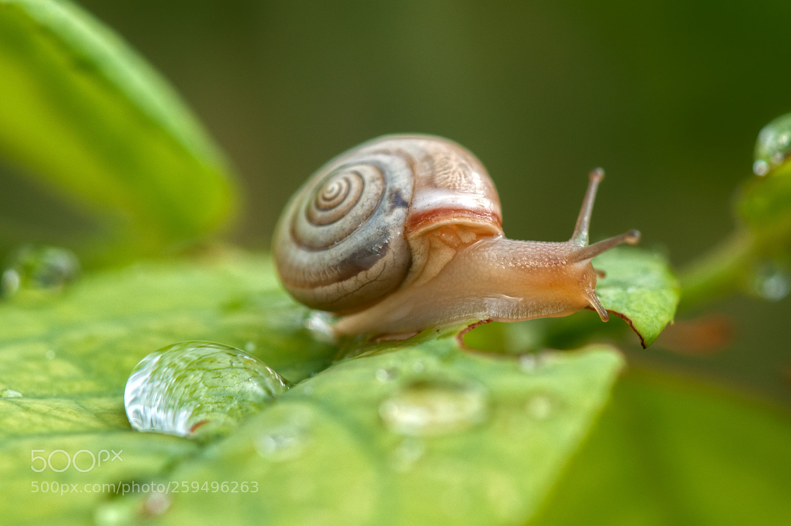 Nikon D300S sample photo. *** photography