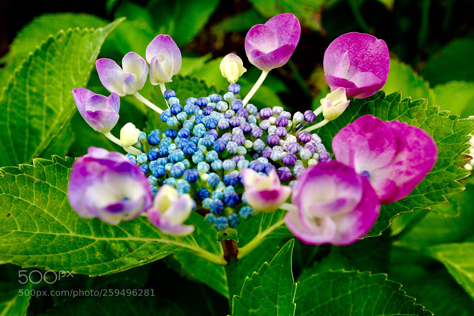 Canon EOS M5 sample photo. Hydrangea photography