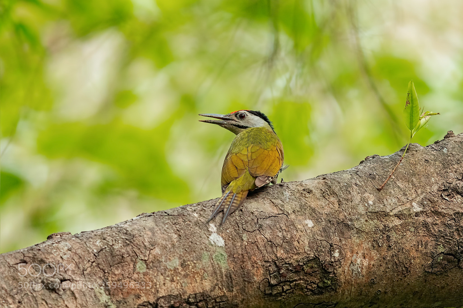 Canon EOS 5D Mark IV sample photo. Grey headed woodpecker photography
