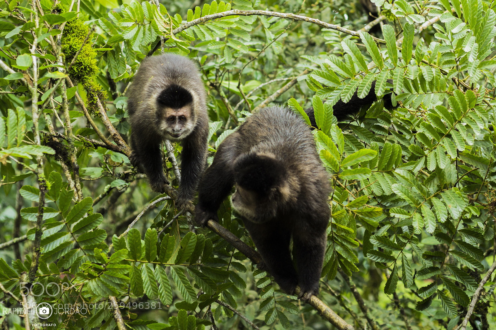 Nikon D3100 sample photo. Vida selvagem  photography