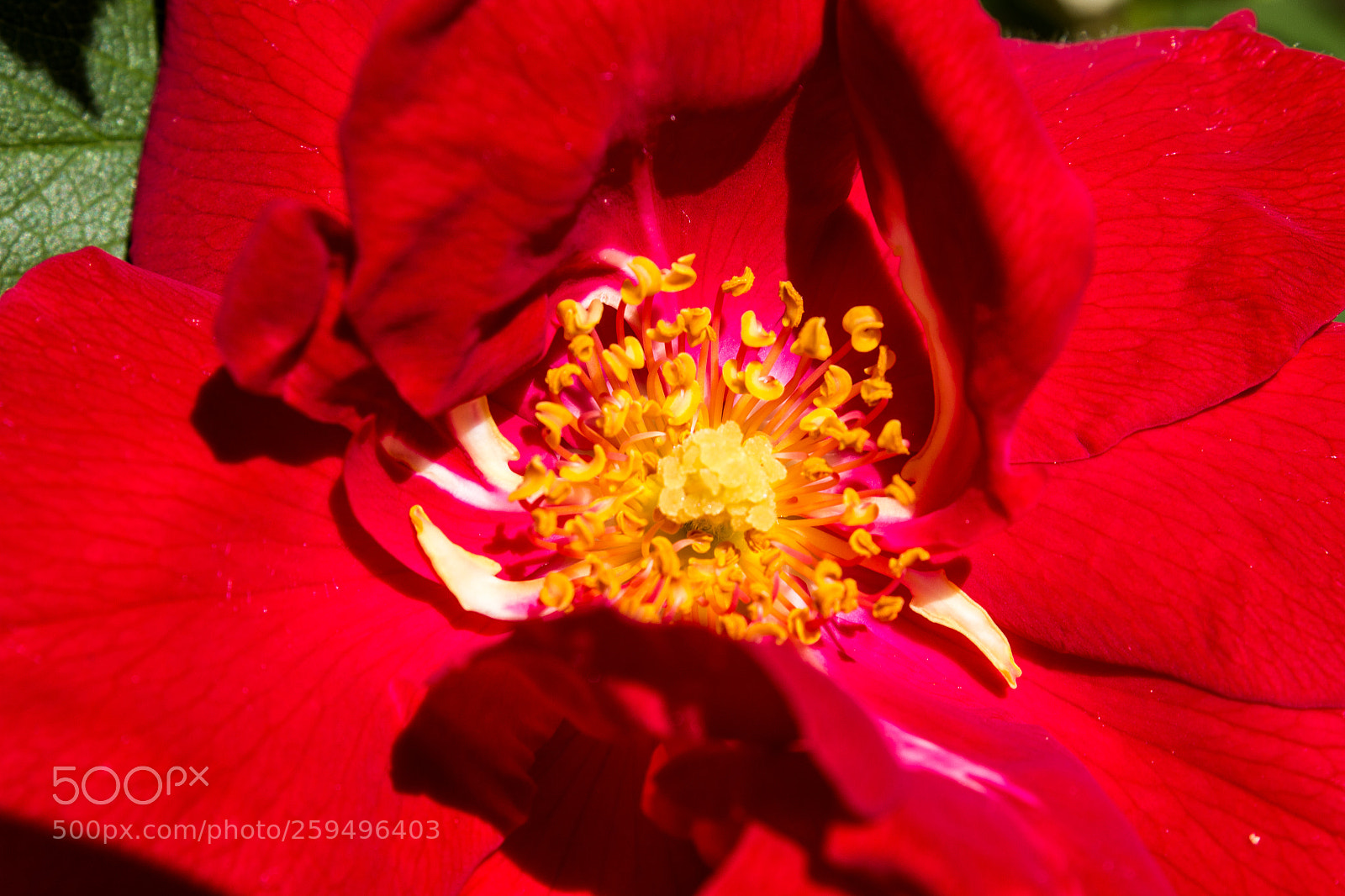 Canon EOS 600D (Rebel EOS T3i / EOS Kiss X5) sample photo. Coeur jaune photography