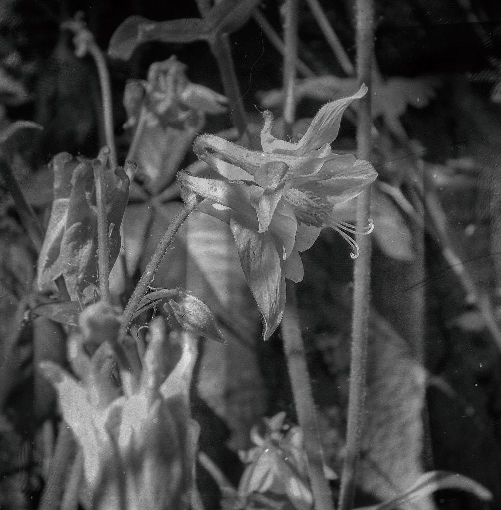 akelei von dirk derbaum auf 500px.com