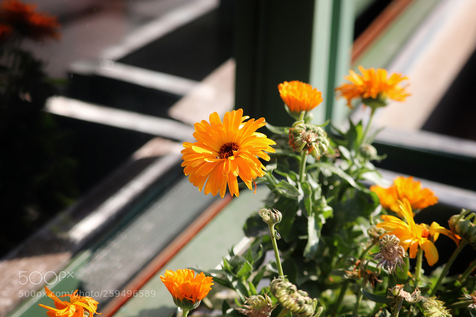 Canon EOS 800D (EOS Rebel T7i / EOS Kiss X9i) sample photo. Resting on a flower photography