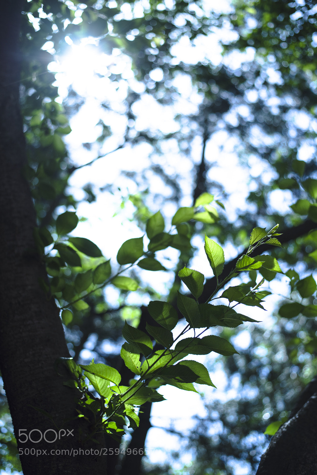 Nikon D810 sample photo. In a world   no.15 photography