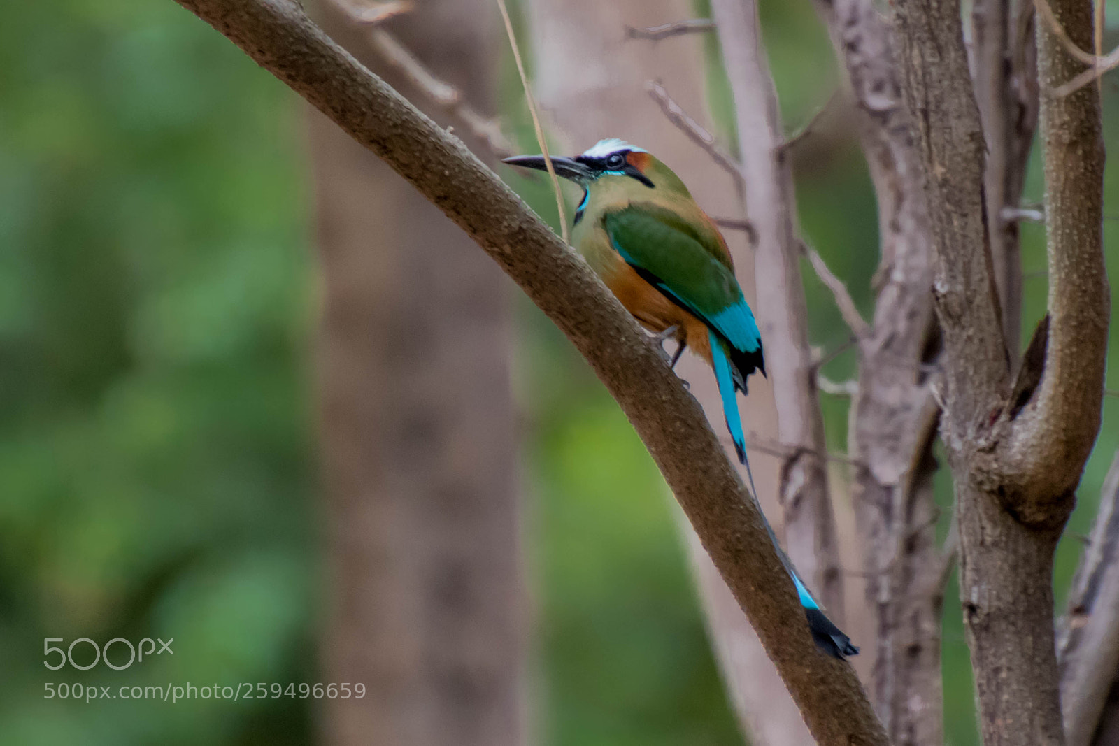 Canon EOS 7D Mark II sample photo. Motmot photography