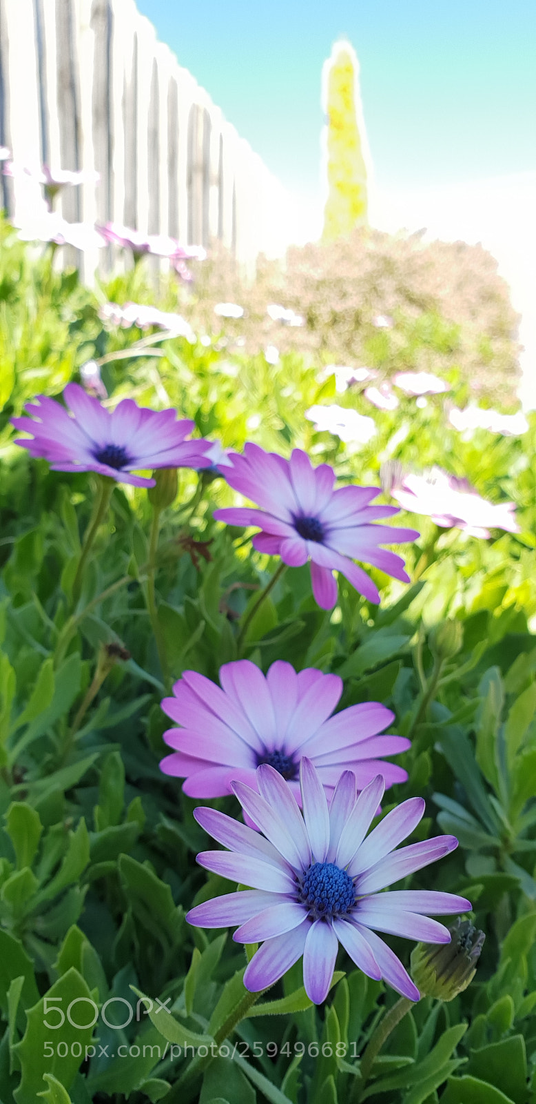 Samsung Galaxy S9+ sample photo. Flower photography