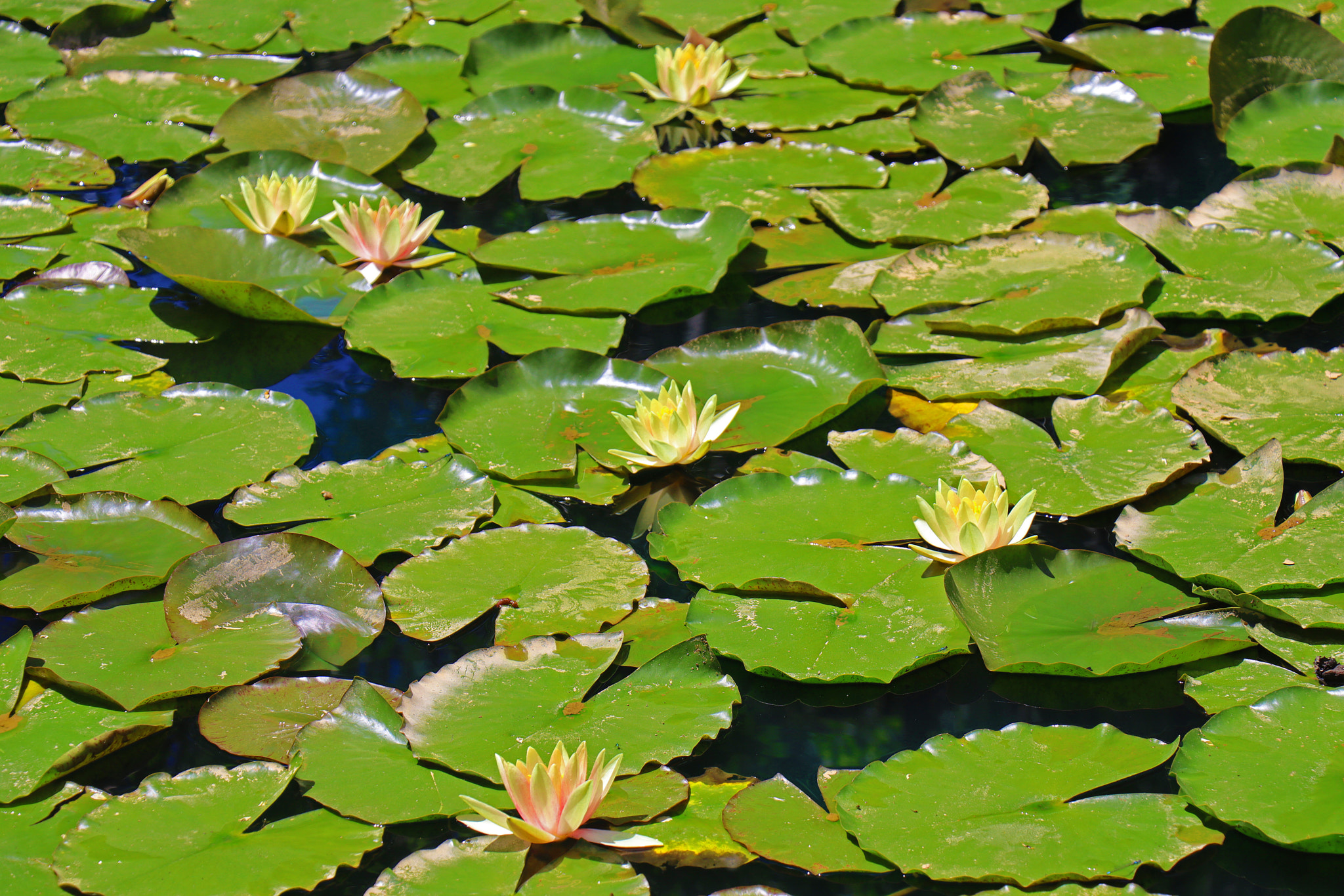 Canon EOS M50 (EOS Kiss M) sample photo. Lily pad blooms in yellow photography