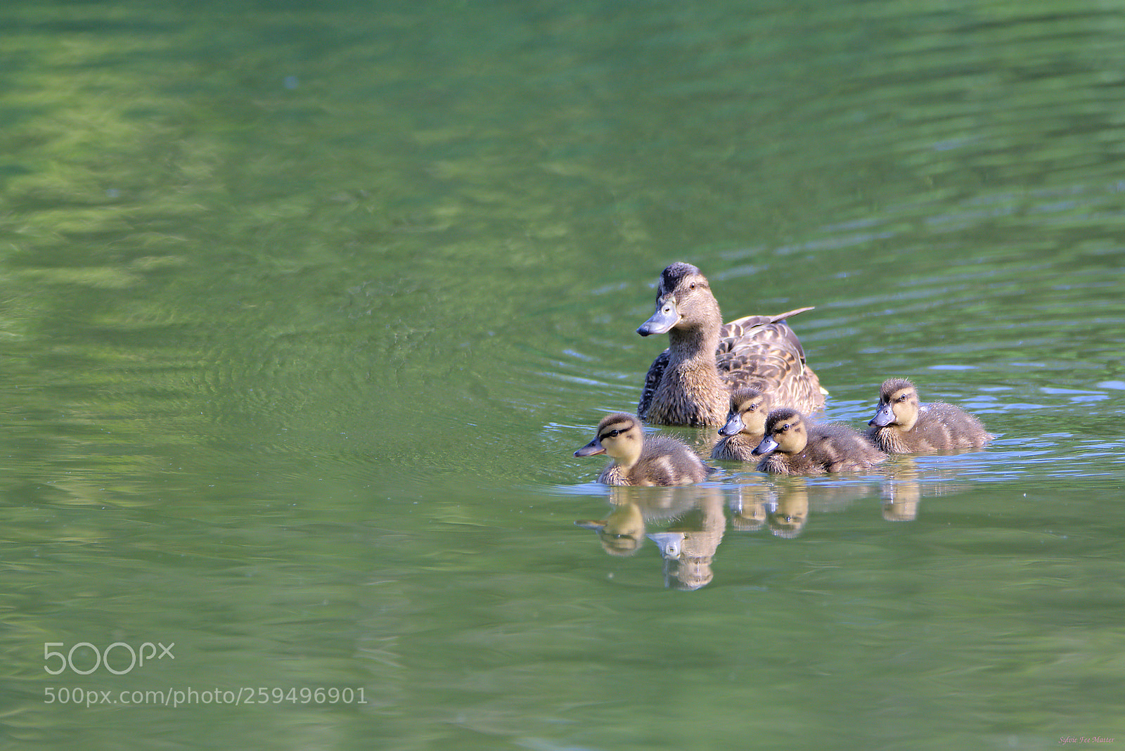 Nikon D7200 sample photo. Morning swimming photography