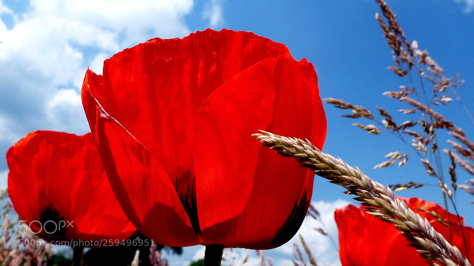 Panasonic Lumix DMC-FZ200 sample photo. Poppy. photography