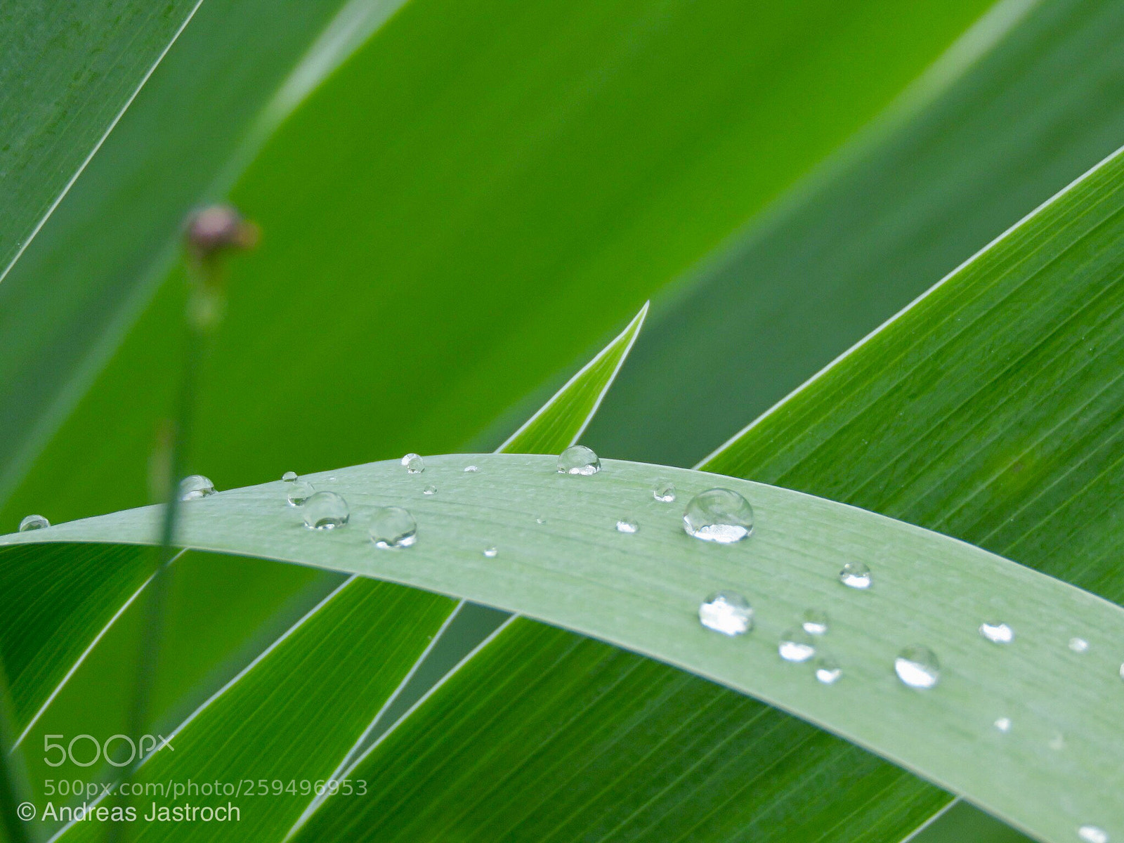 Canon PowerShot SX60 HS sample photo. Tautropfen  photography
