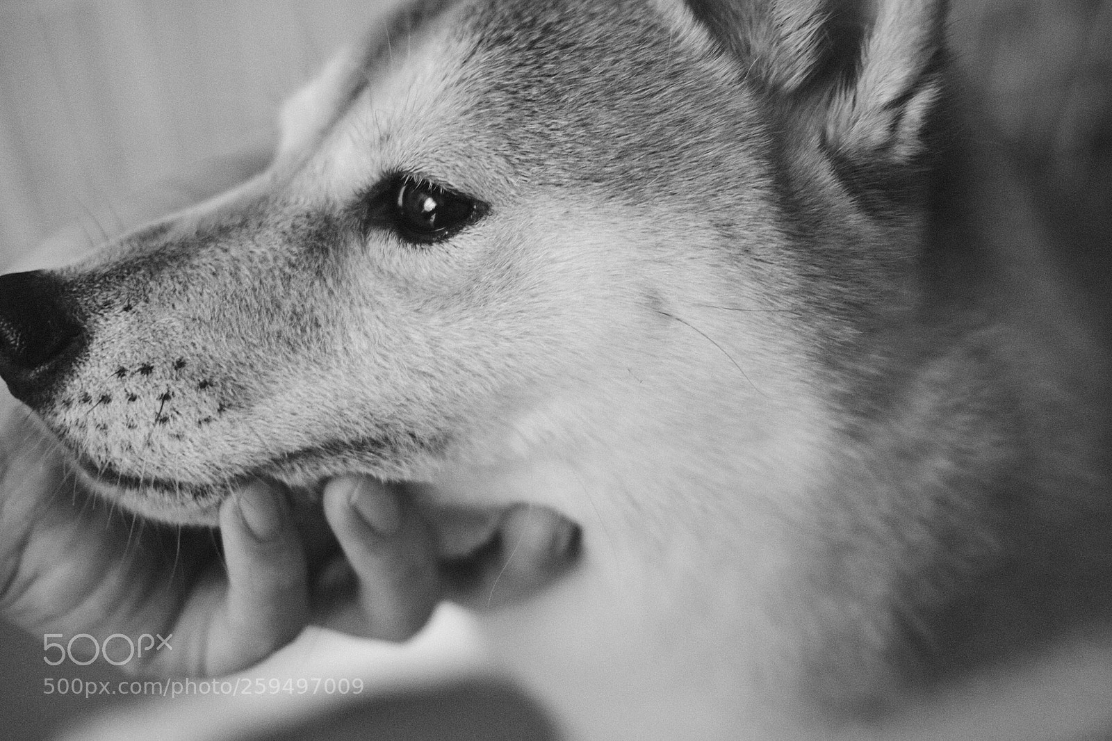 Fujifilm X-T1 sample photo. Tickle tickle photography
