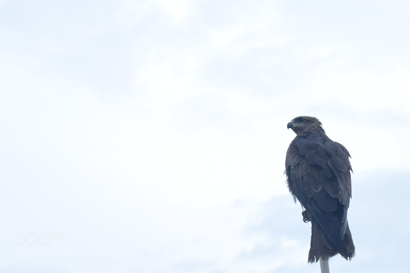 Nikon D5300 sample photo. Eagle photography