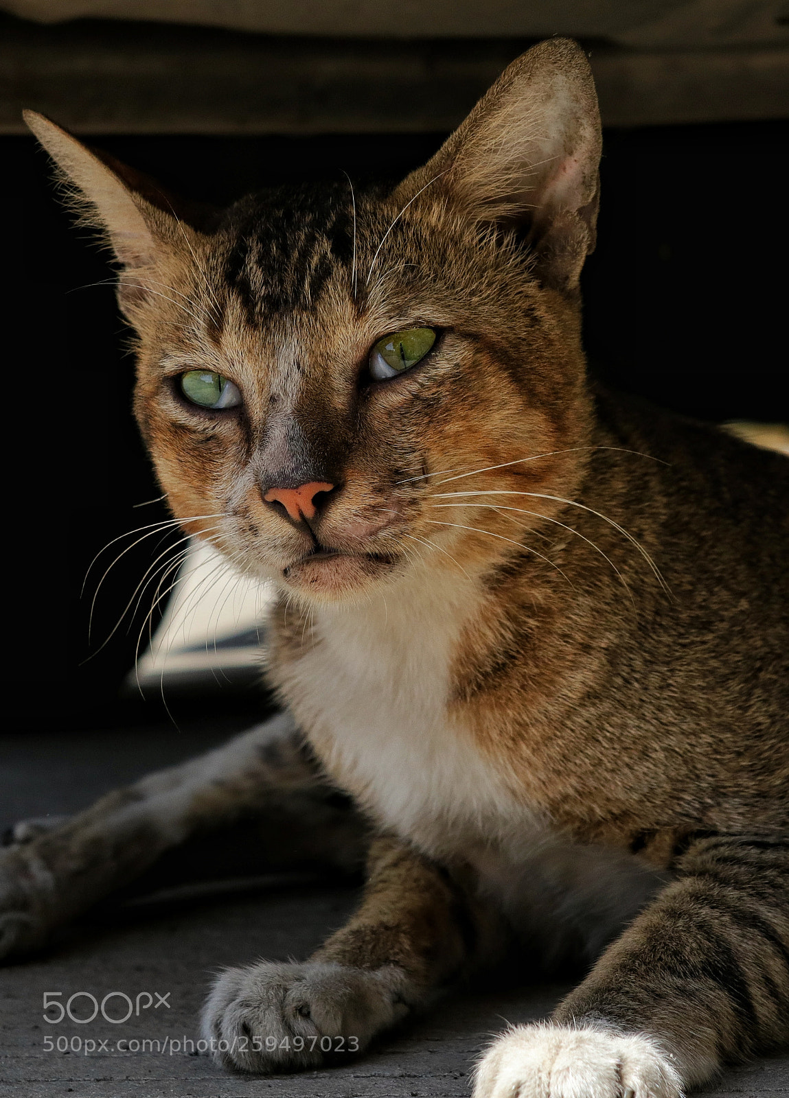 Canon PowerShot G1 X Mark III sample photo. Cat photography