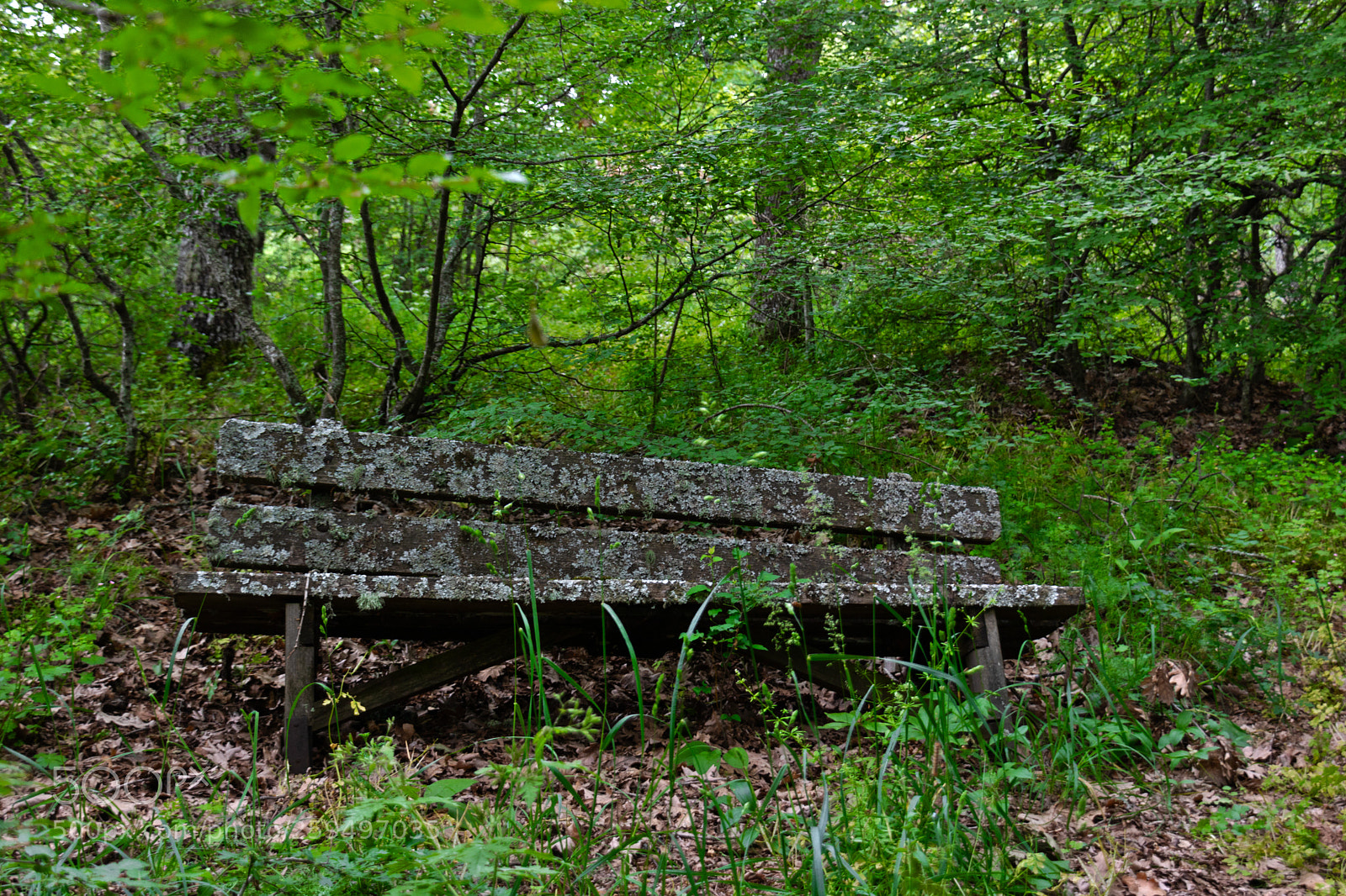 Canon EOS 760D (EOS Rebel T6s / EOS 8000D) sample photo. In the forest photography