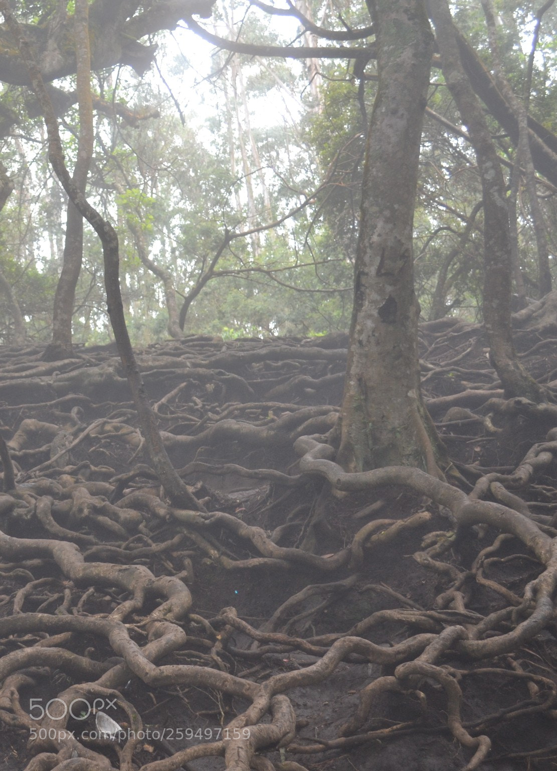 Nikon D3100 sample photo. Root photography