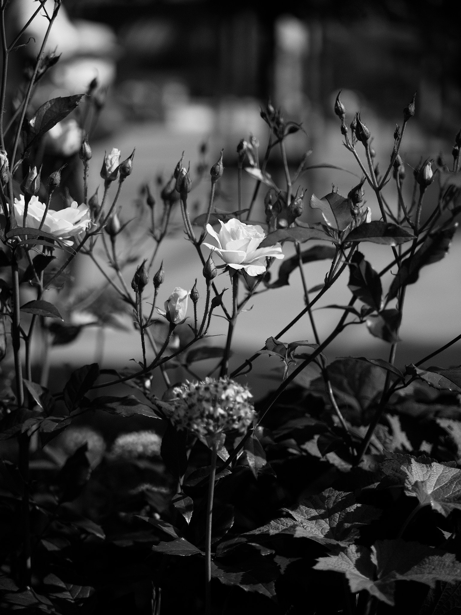Panasonic Lumix DC-GX9 sample photo. *** photography