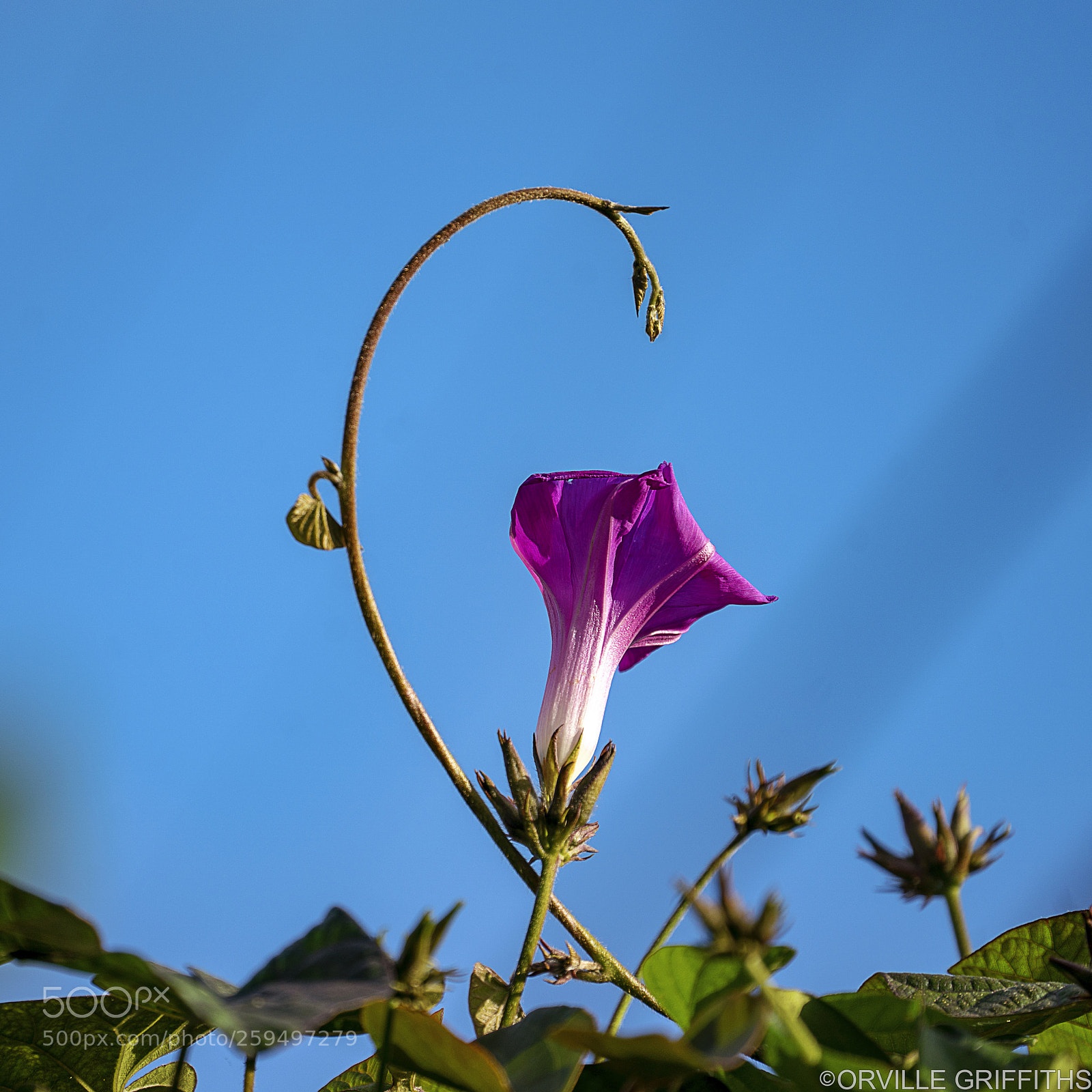 Sony a9 sample photo. **just looking** photography