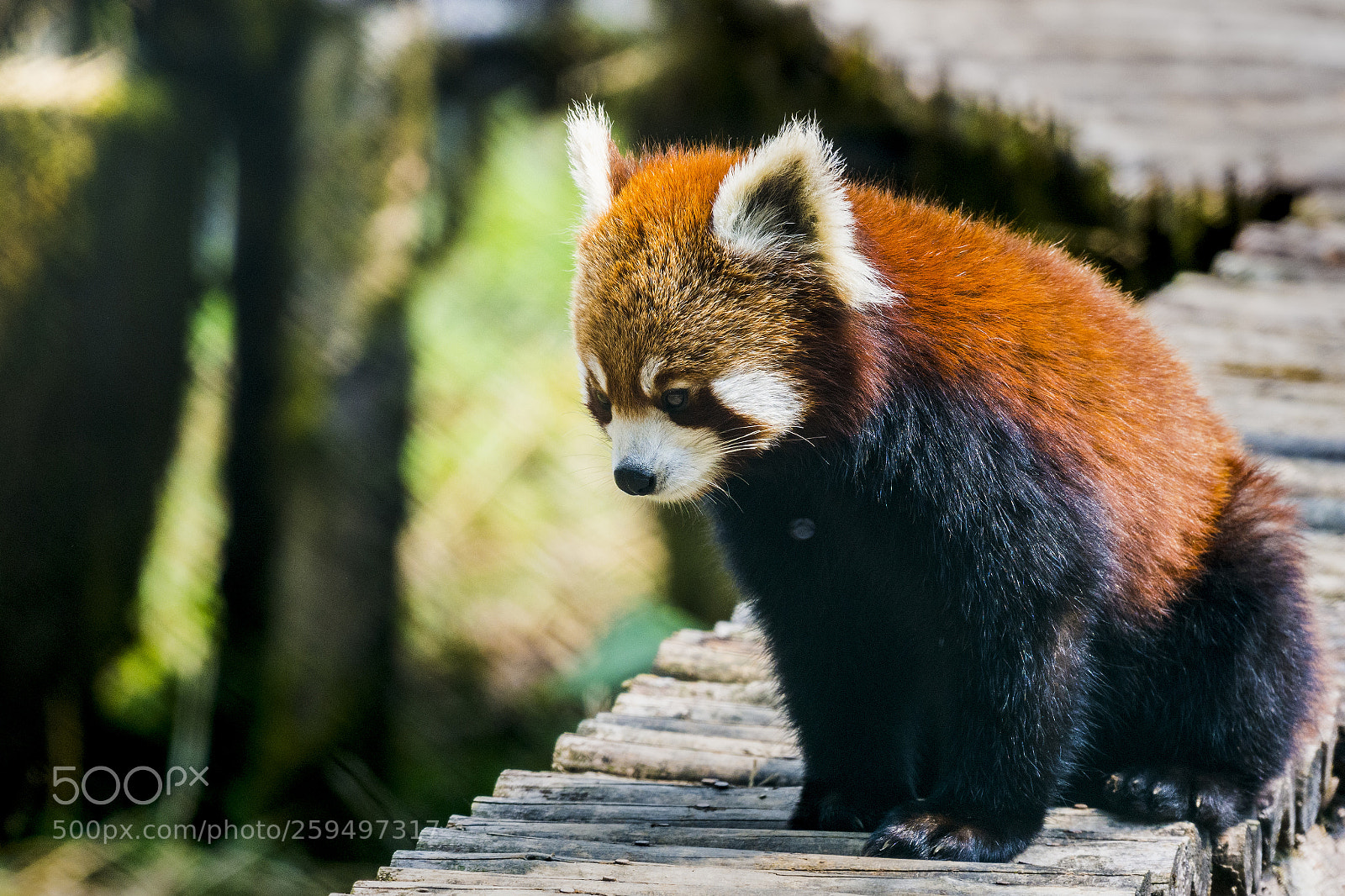 Nikon D7200 sample photo. Red panda photography
