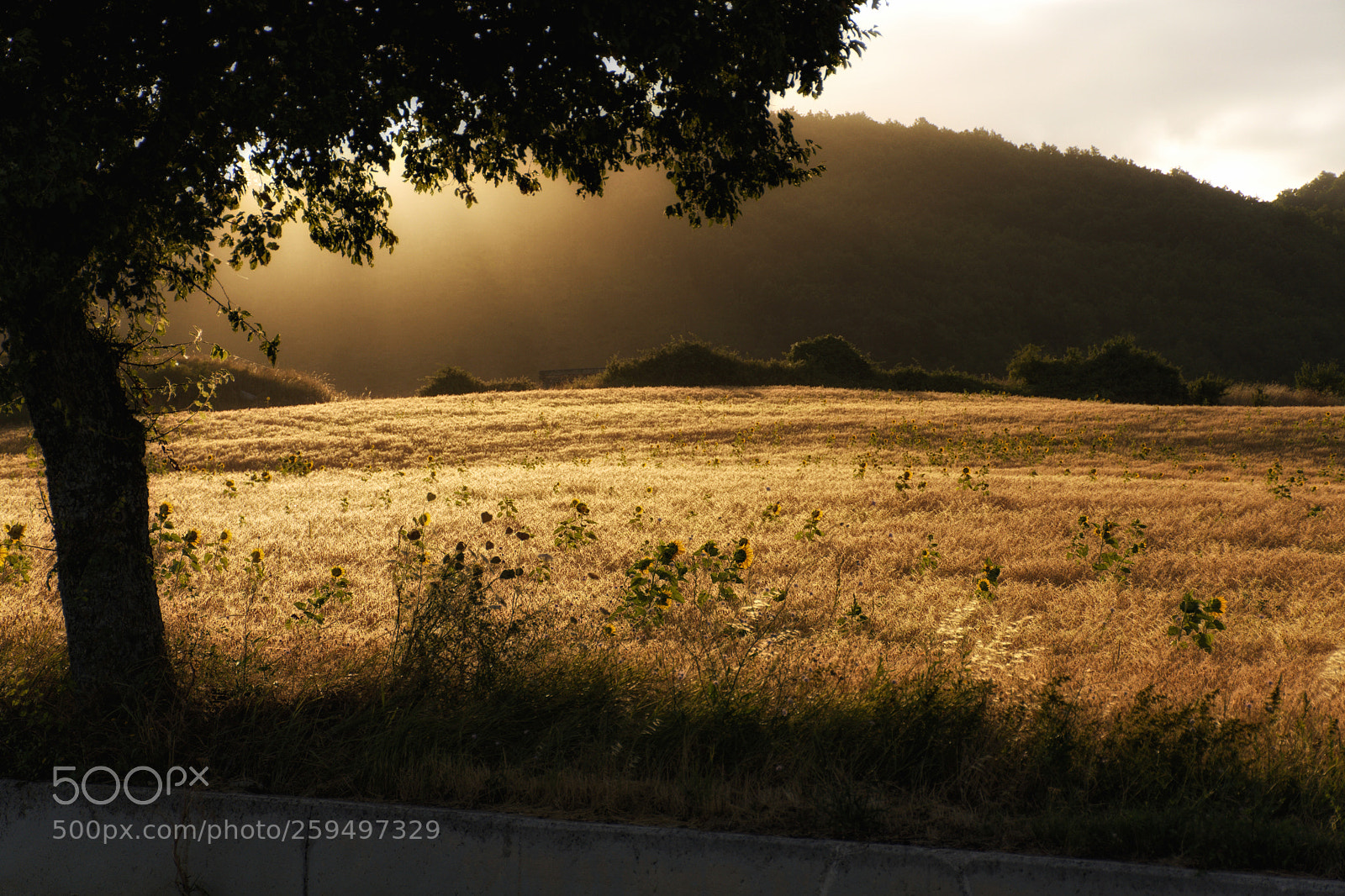 Nikon D7200 sample photo. Untitled photography