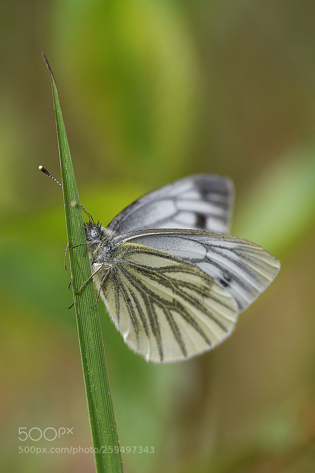 Nikon D750 sample photo. Great white butterfly photography