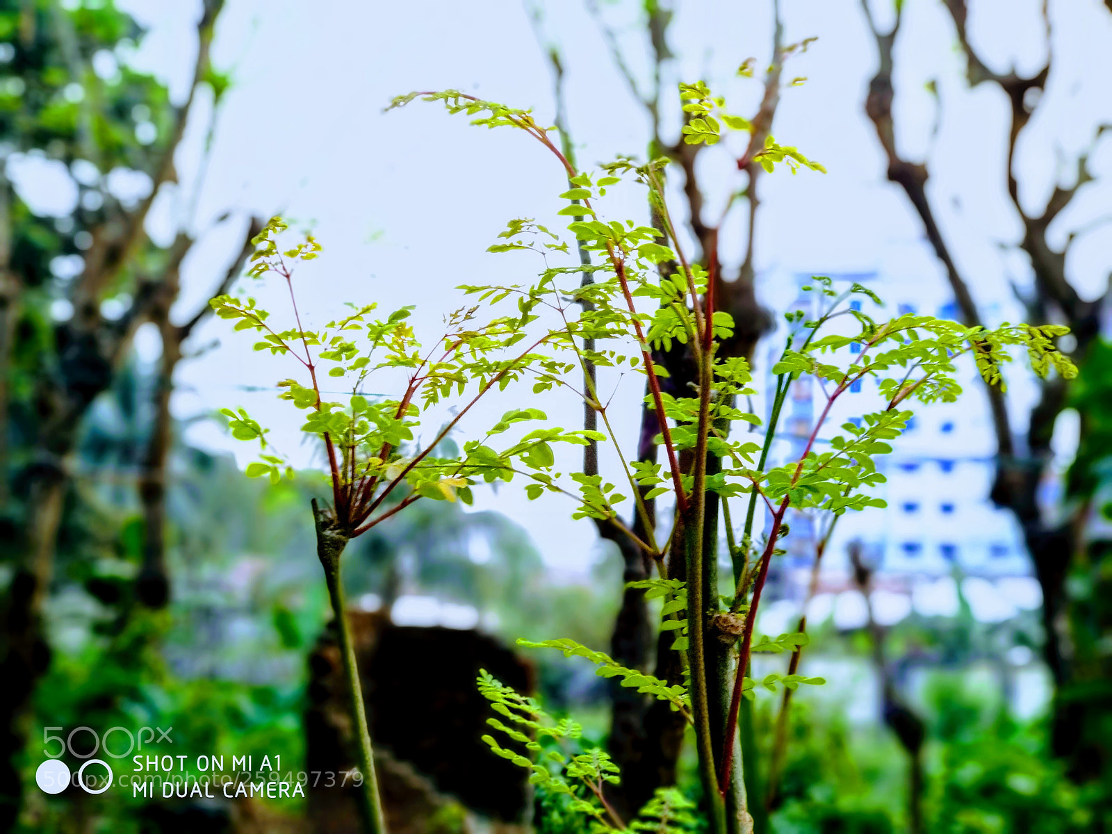 Xiaomi Mi A1 sample photo. Tree photography