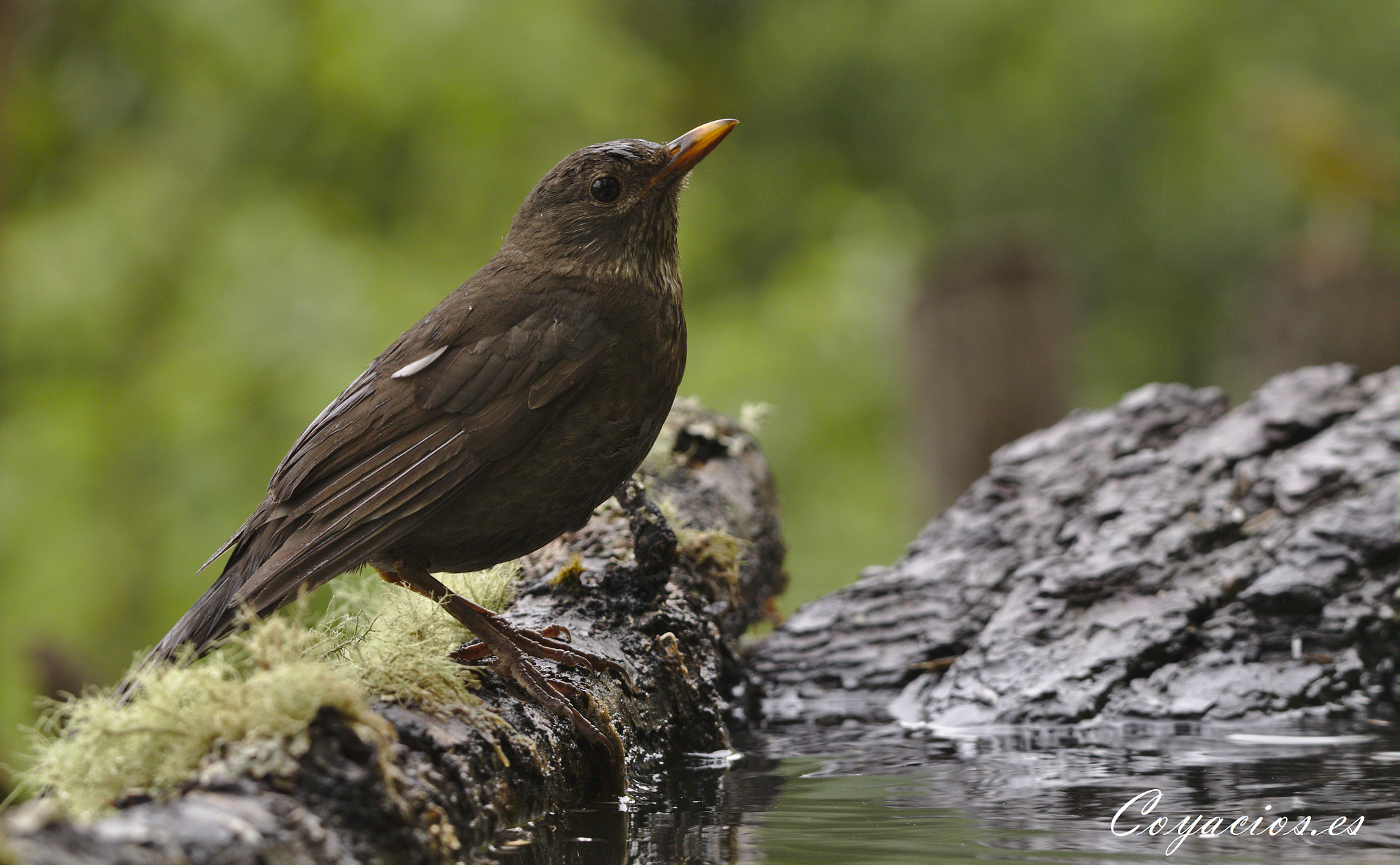 Canon EOS 7D Mark II sample photo. Mirlo común ♂ (turdus merula) photography