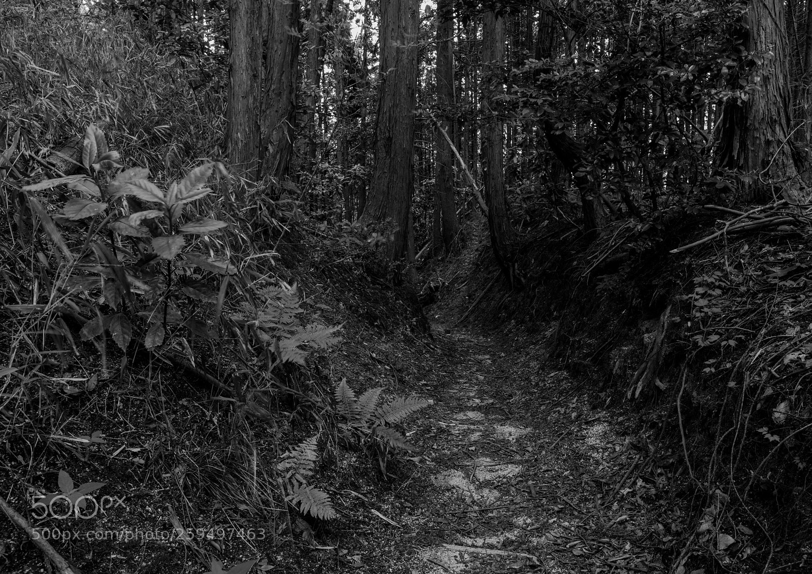 Canon EOS M3 sample photo. Forest of the wind photography