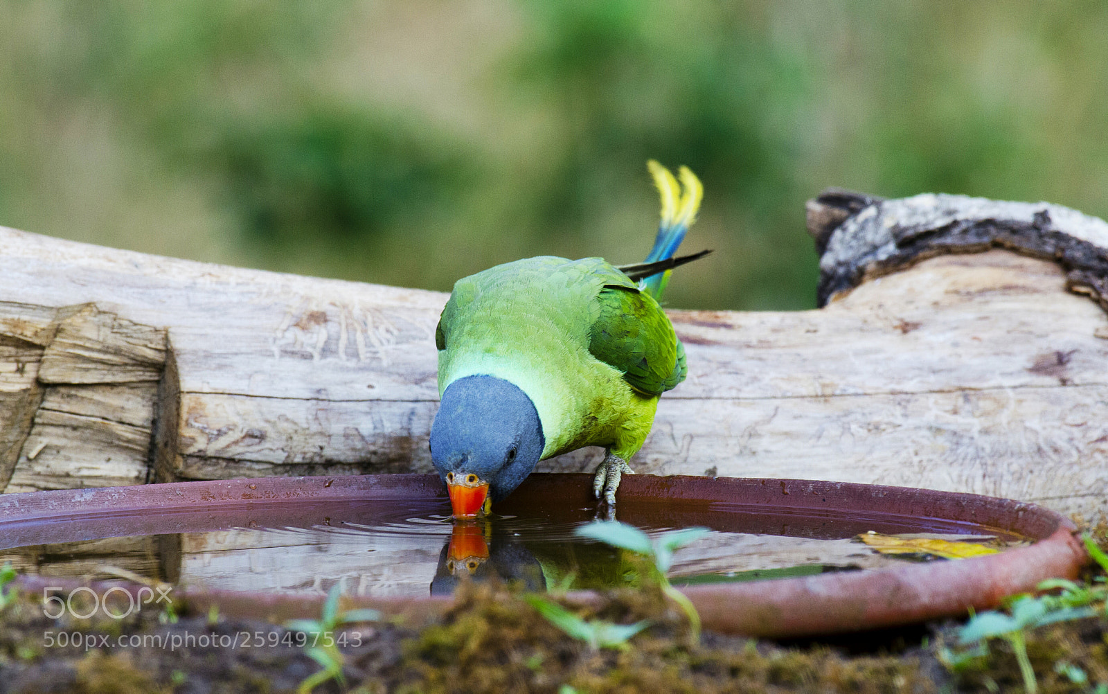Nikon D5100 sample photo. Slaty headed parakeet photography