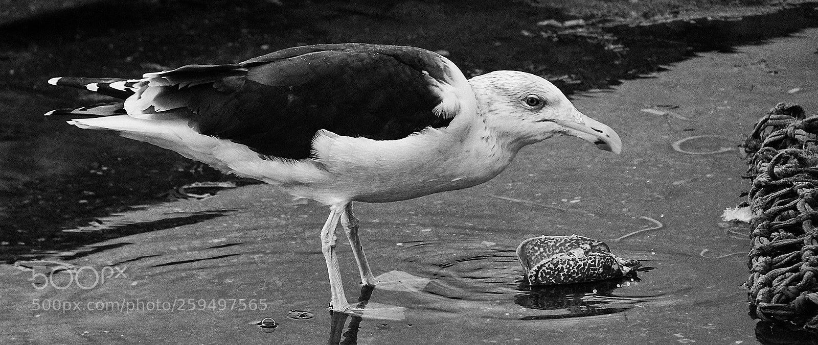 Canon EOS 700D (EOS Rebel T5i / EOS Kiss X7i) sample photo. Gull photography