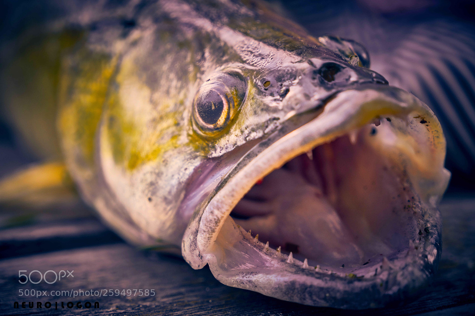 Sony a7R II sample photo. Golden head photography