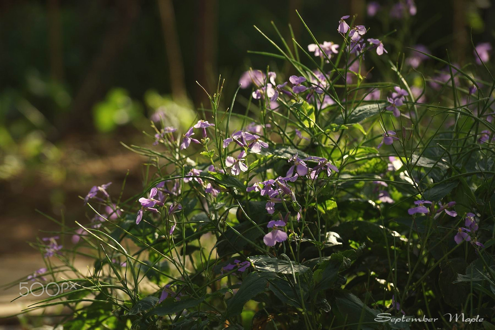 Sony DT 18-135mm F3.5-5.6 SAM sample photo. 清晨的野花 photography