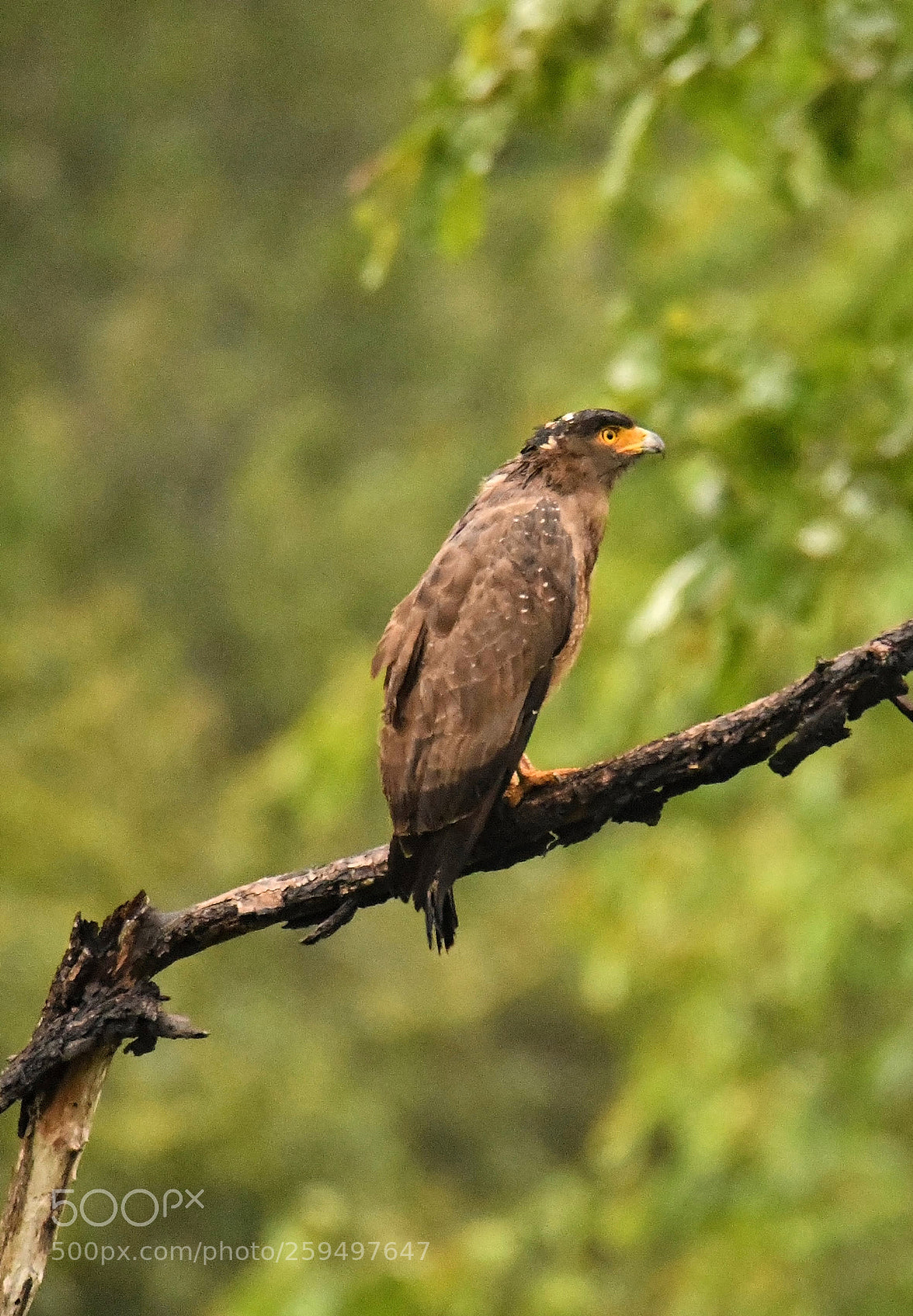 Nikon D850 sample photo. Perched in a high photography