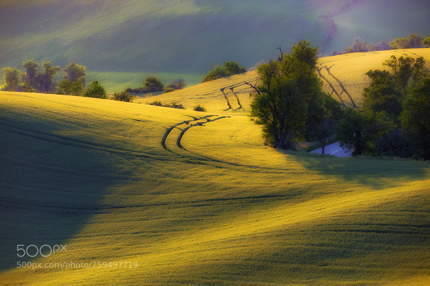 Nikon D610 sample photo. Spring sunset photography