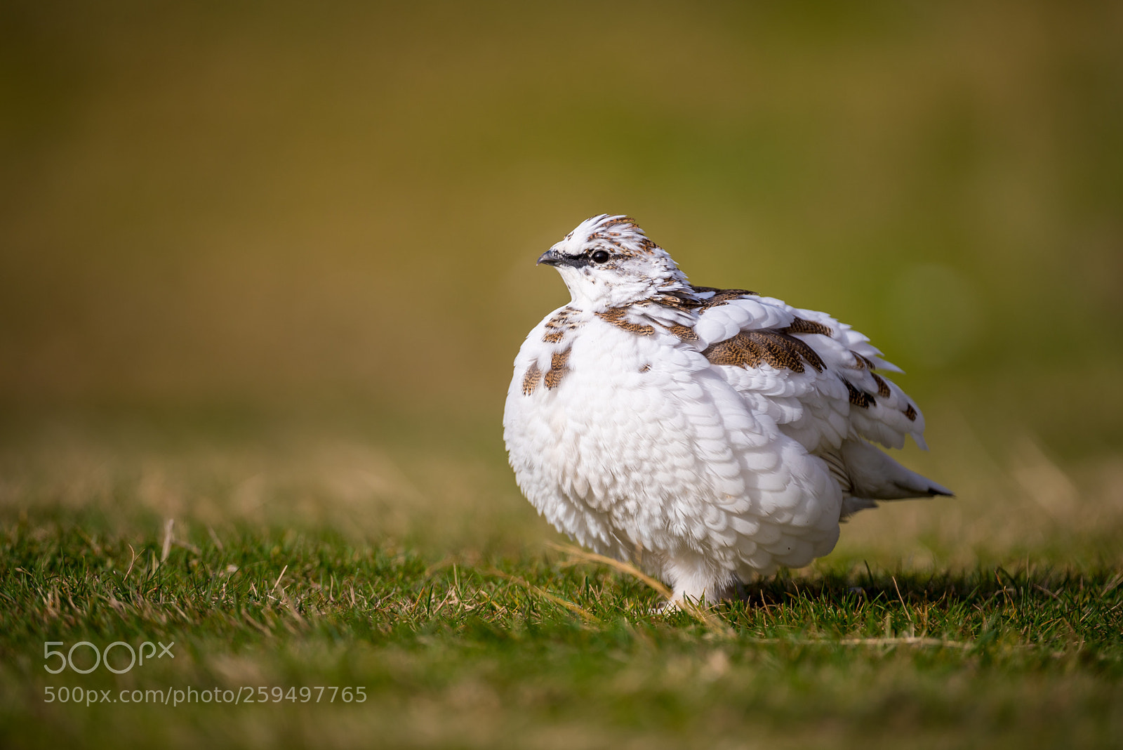 Nikon D750 sample photo. Another rock ptarmigan, westfjords photography